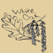 White Oak