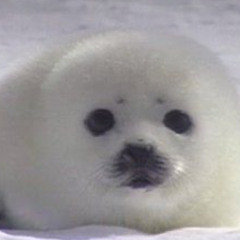 Тюлень Великий