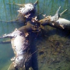 idwhaihooidwoiahdhawhiihdowaoihd8o4h12cony