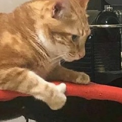 GoodCat