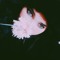 You S Sra