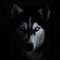RobotHusky