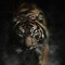 Tiger Tiger