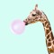 giraf with rhe bublle gum