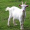 thefkngoat