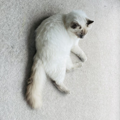 lefeifei