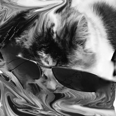 The Cat
