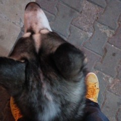 the hadyy