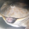 chorquol