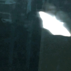 camelezolte1