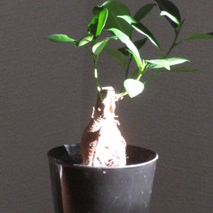 冷たいぶどうジュース6