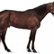 Corven
