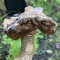 -Mushroom- 2.0