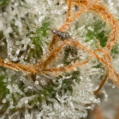 Trichome