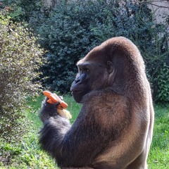 BioMystic - Lost in the wood V1 (Zelda Progressive Psytrance Remix).m4a