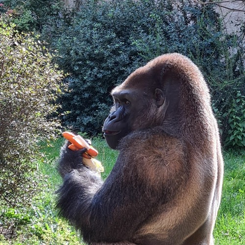 BioMystic - Lost in the wood V1 (Zelda Progressive Psytrance Remix).m4a