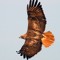 black hawk