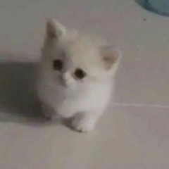 Bibika