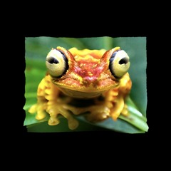 frogs
