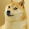 DogeMaksio