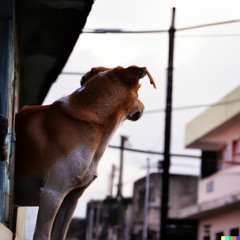 Stray, Lost & Wandering