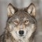 The Wolf
