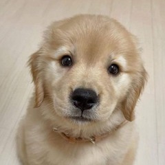 dogboyyy