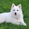 Arlo_Rocky