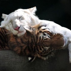 кошечка девочка