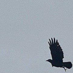 crow srows