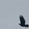 crow srows