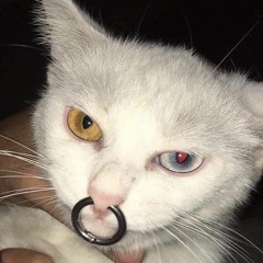 ᵍᵒᵒᵈᵍᶦʳˡ