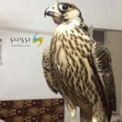 ياشخص ماله بالكون وصُف و تواصّيف