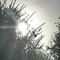 Rommy_Sissi