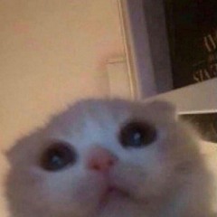 SurpriseKittyAttack!