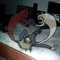 engelly_