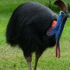 Casuarius