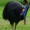 Casuarius