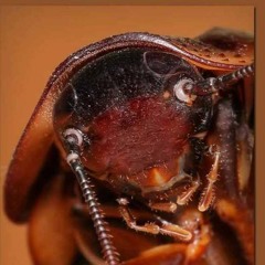SubZeerEX