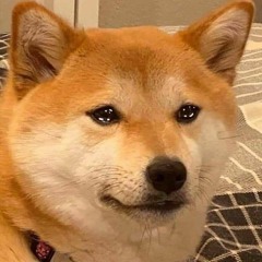 Mèo con và móc len (｢`･ω･)｢