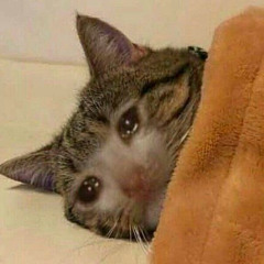 kit katt
