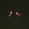 Andrana_dodo