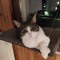 TTcat