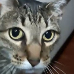 Diego R