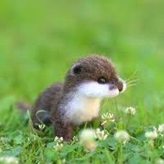 пятьминутэйфории