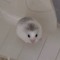 반디