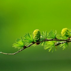 zinglax
