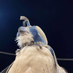 S B 7