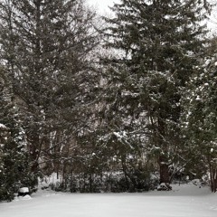 Trellis, home of The Ivy and Roses