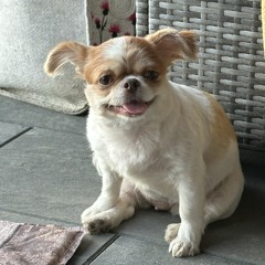 LAIKA